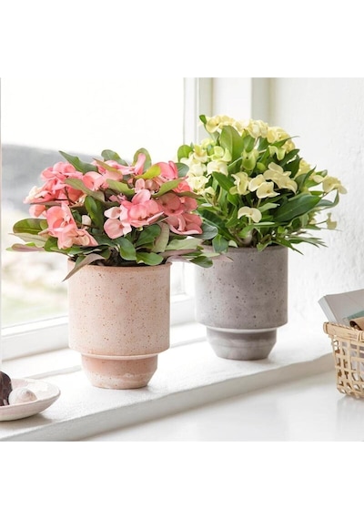 Pink Ithal Euphorbia Milii Pembe Dikenler Tacı Özel Tür