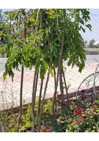 Ters Dut Paraşüt-140 Cm ve Üzeri