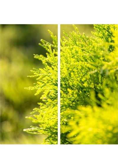 Videolu 1 Adet Limoni Servi 60-120 Cm Tüplü Dış Mekan Ağaçları Cupressus Macrocarpa Goldcrest