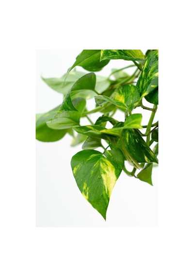 Pothos Sarmaşığı Askılı Saksıd Epipremnum Aureum Bitkisi Ev Bitkisi Salon Bitkisi