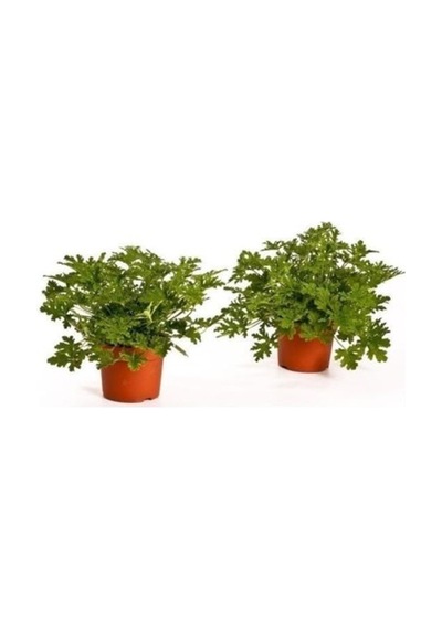 Kokulu Itır Sardunya Fidanı 10-20 Cm