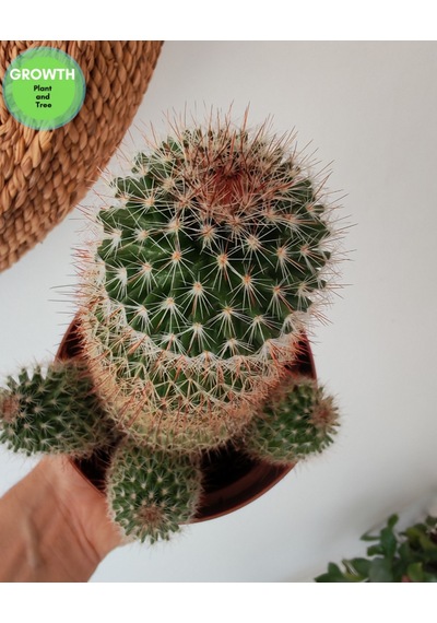Mammillaria Densispina Kaktüs 1 Adet