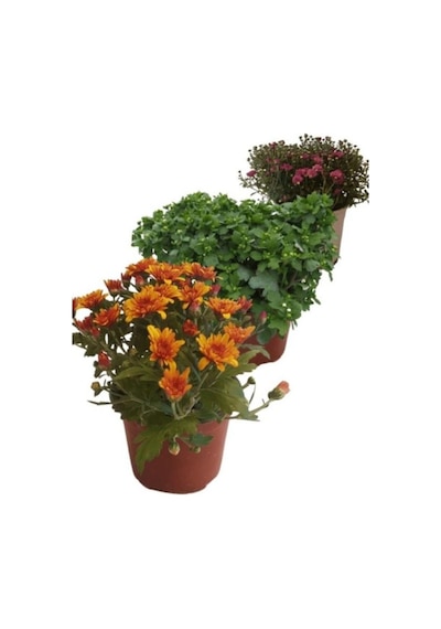 Mix Set Kasımpatı Fidanı Seti 3'lü 10-20 Cm Chrysanthemum Flower