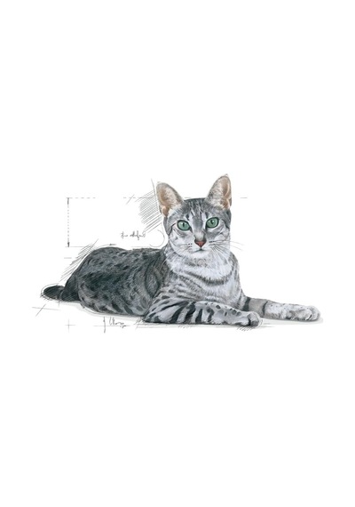Indoor +7 Yaşlı Kuru Kedi Maması 3,5 Kg