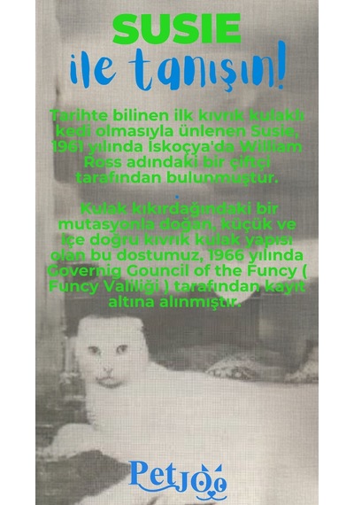 Petjoo 3.Susie Mavi-Yeşil Qr'lı Kedi Künyesi