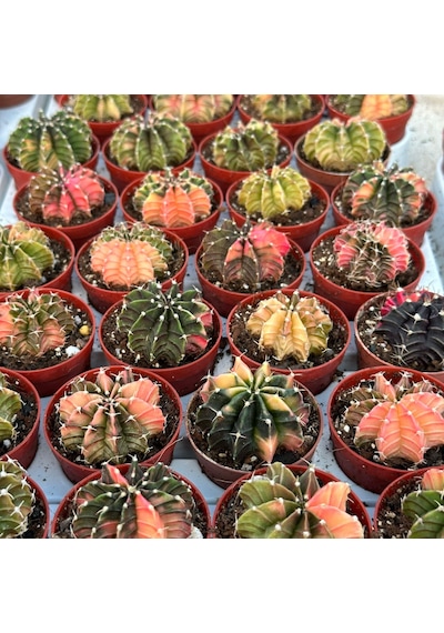 5.5 Lik Saksıda Gymno Gymnocalycium M.variegata Kaktüsü Black Pearl