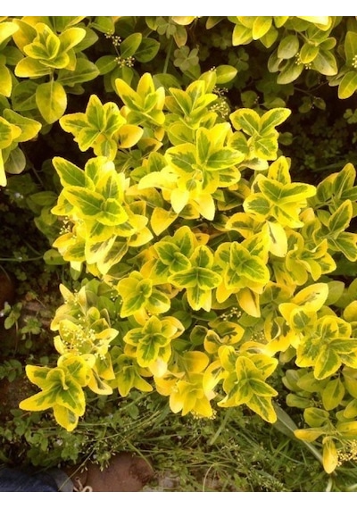 Gold Taflan Euonymus Japonica Aurea Canlı Çit Bitkisi 10 Adet