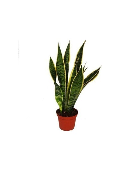 Sarılı Kılıç Çiçeği Fidanı 20-40cm Saksılı Çiçekli Bodur Bitkiler Sansevieria Trifasciata