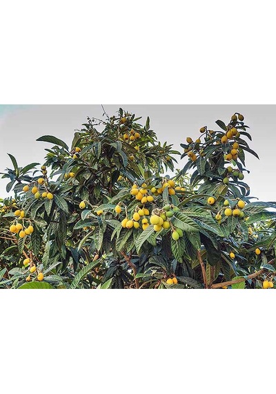 Malta Eriği - Yeni Dünya Fidanı 3 Adet Eriobotrya Japonica