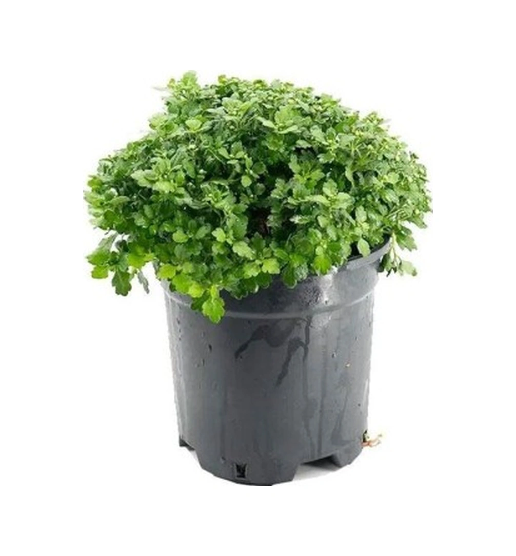Bodur Kasımpatı Krizantem Chrysanthemum Sarı 10-20 Cm