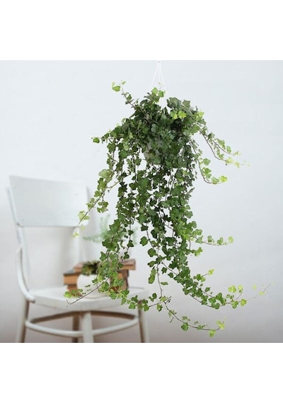 Mini Hedera Salon Sarmaşığı Hedera Helix Green 5 Adet