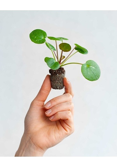 Thebestonline Mini Saksıda Pilea Peperomioides Çin Para Ağacı