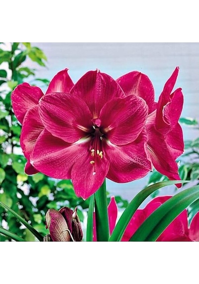 Amaryllis Hercules Kokulu Güzel Hatun Çiçeği Soğanı 1 Adet
