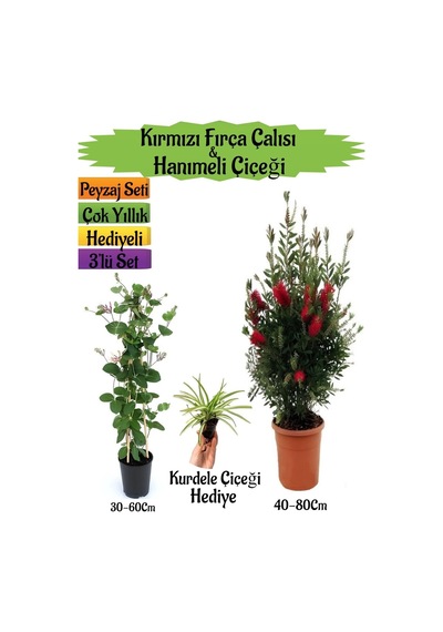 Kırmızı Fırça Çalısı+kokulu Hanıme Çiçeği+kurdele Çiçeği Peyzaj Seti