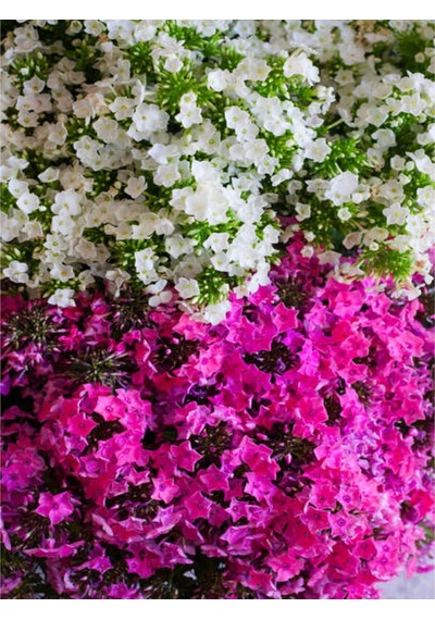 Çift Renkli Pembe Beyaz Begonvil 40 60 Cm 1 Adet Tüplü Iç/ Dış Mekan Bitki Bougainvillea