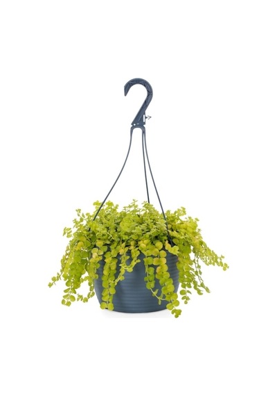 Videolu Sarıkız Altin Kolye Bitkisi 25-45 Cm Tüplü/saksılı Dış Mekan Yellow Lady's Slipper