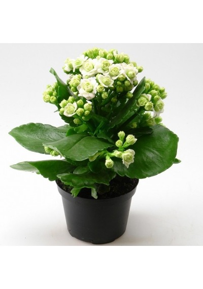 Kalanşo Çiçeği Kalanchoe 10 Adet Beyaz