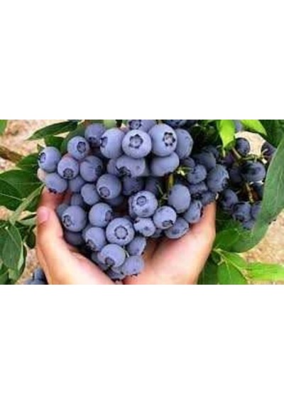 10 Adet Yaban Mersini Tohumu Blueberry Tohumu