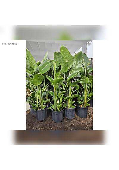 Starliçe Cennet Kuşu Strelitzia 100-120cm