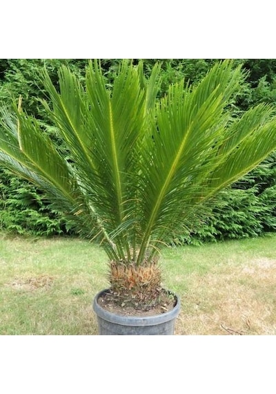 Cycas Tohumu 3 Tohum Sikas Tohumu + Tohum