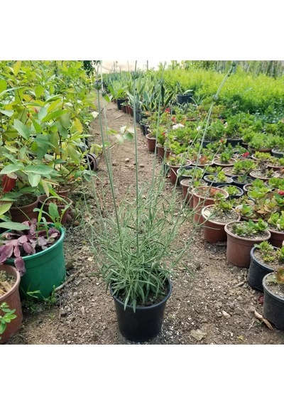 1 Yaş 10-20 Cm Saksıda Lavanta Fidanı