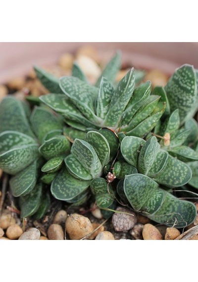 Serada Decor Plant Gasteria Pillansii Sukulent Bitki