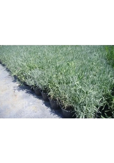 Darkorchid Moru Lavanta Fidanı 2 Adet 30-40 Cm Lavandula Intermedia