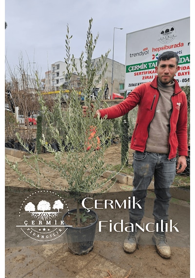 6 Yaş Bursa Gemlik Trilye Zeytin Fidanı Saksılı Büyük Boy