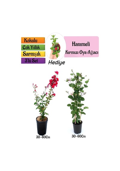 Kırmızı Oya Ağacı+kokulu Hanıme Çiçeği+buz Çiçeği 3'lü Peyzaj Seti