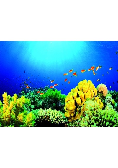 Kanki Pet 55 Cm Akvaryum Arka Fon Yapıştırma 55x40 Cm Kp5540027