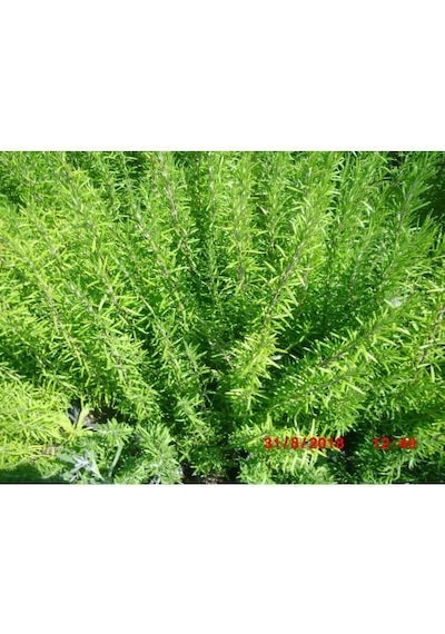 Biberiye Rosmarinus - Kokulu Aromatik Bitki 10 Adet