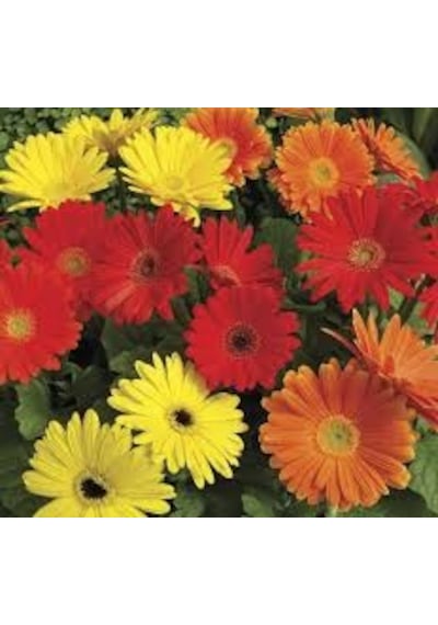 10 Adet Tohum Çok Nadir Bulunan Gerbera Çiçeği Tohumu Saksı Topra