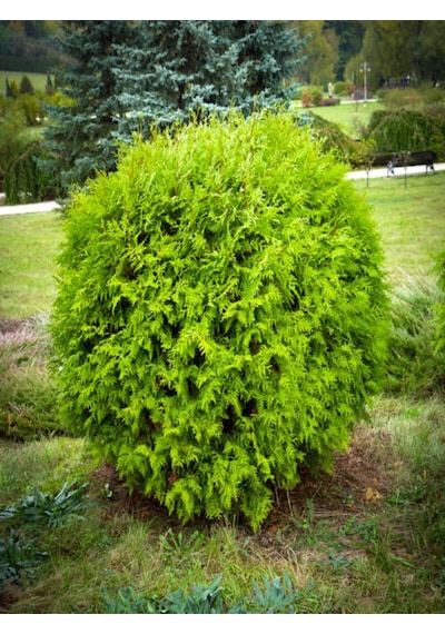 Favori Ürün Limon Kokulu Limon Selvi Fidanı 30 40 Cm 15 Adet Tüplü Dış Mekan Ağaç Cupressus