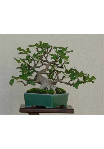 Nadir Ithal Bodur Hambeles Bonzai Ağacı Tohumu 5 Tohum Bonsai Tohumu