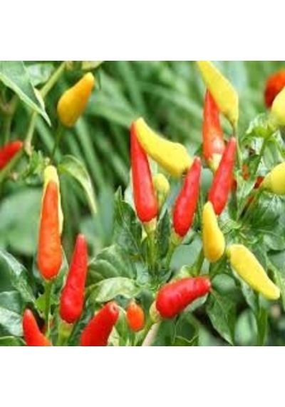 20 Adet Tohum Acı Sarı Süs Biber Tohumu Saksı Toprak