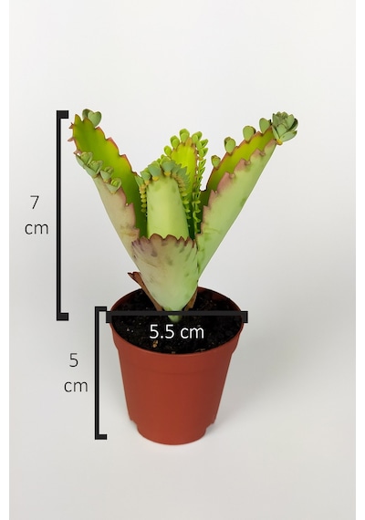 Aşkın Gözyaşları Çiçeği Kalanchoe Daigremontiana Yeşil Çiçekli 5.