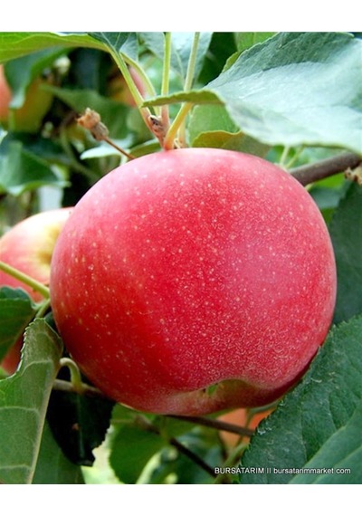Fuji Elma Fidanı Aşılı - 2 Yaş Açık Köklü 80-100 Cm