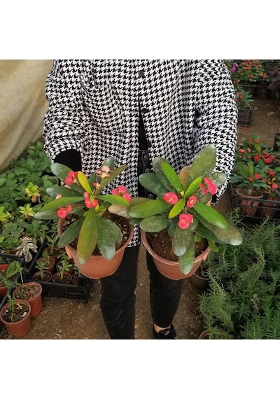 Büyük Boy Kırmızı Euphorbia Milli - Dikenler Tacı  Saksıda