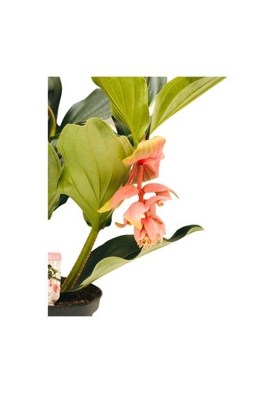 medine gülü /medinella, medinilla 30-350cm