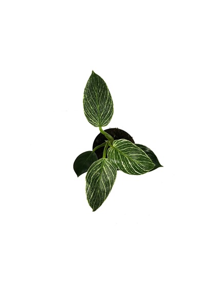 Philodendron birkin - Ev Ve Ofis Bitkisi N11.4855