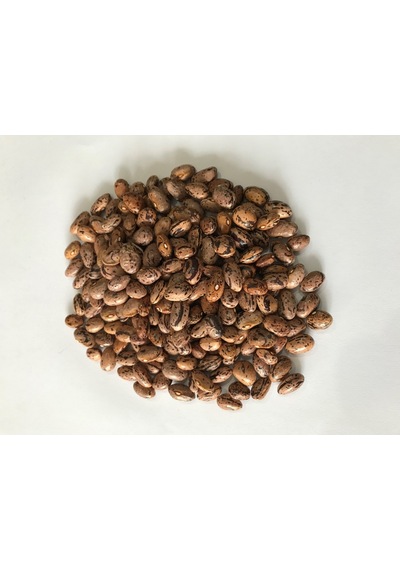 Yerli UzunEnli Erken Sırık Fasulye Tohumu 500 GR Alacalı