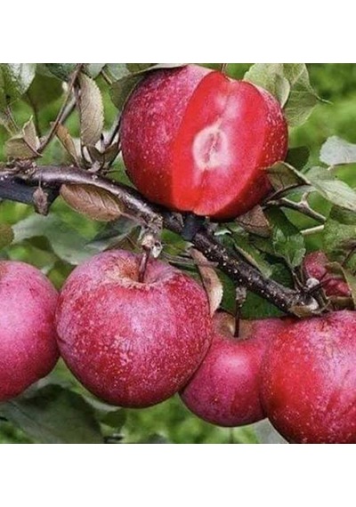 Tüplü,aşılı,4 Yaş İçi Dışı Kırmızı Elma Fidanı