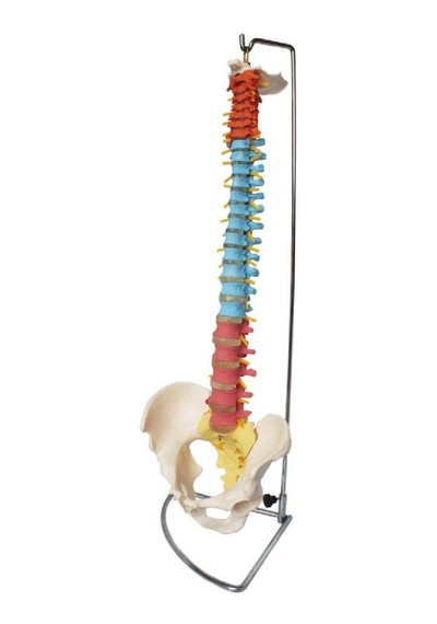 Didaktik Omurga ve Kalça (Pelvisli Vertebra) Modeli 75 cm