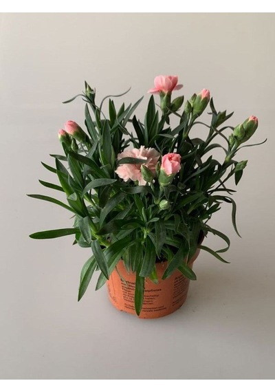 Avantajlı 4 Adet Karanfil Çiçeği Saksılı Bodur Tüs Mis Kokulu 15-25cm