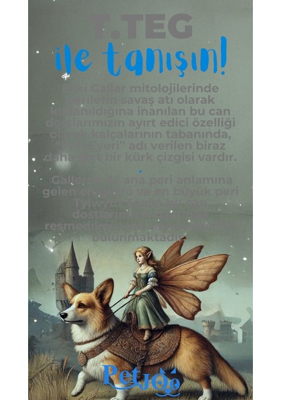 Petjoo 15.T.Teg Mavi-Gri Qr'lı Köpek Künyesi
