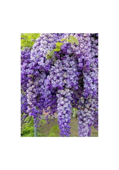 Wisteria Floribunda Mor Salkım Fidanı 10-20 Cm