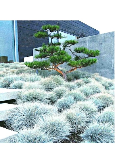 Mavi Çim Festuca Glauca 10 Adet