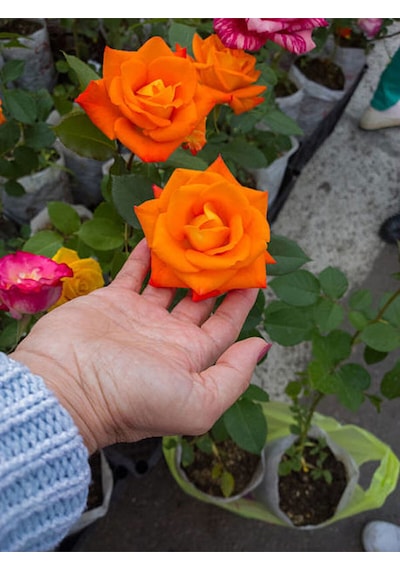 Videolu Mumyalı Turuncu Gül Fidanı 10-15 Cm 4 Mevsim Dikilir Mummy Orange Rose Sapling
