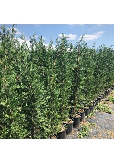 Leylandi Cupressocyparis Leylandii 200-220cm