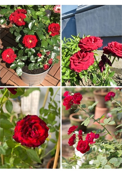 Yediveren Kırmızı Renkli 40 60 Cm 1 Adet Saksılı Aşılı Gül Fidesi Red Rose